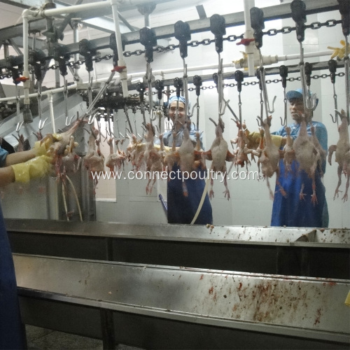 Quail bird processing equipment